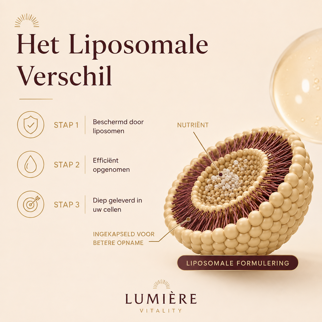 Uitleg van de liposomale inkapseling in drie stappen